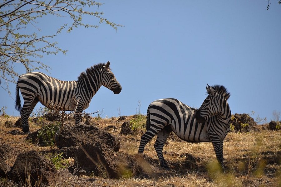 Nechisar National Park image