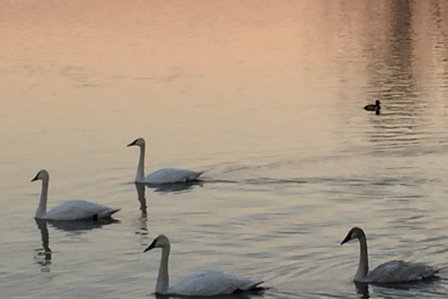 Trumpeter Swan viewing on Magness Lake image