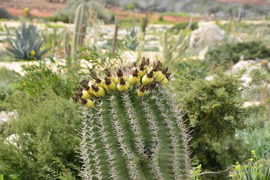 Ayia Napa Cactus Park image