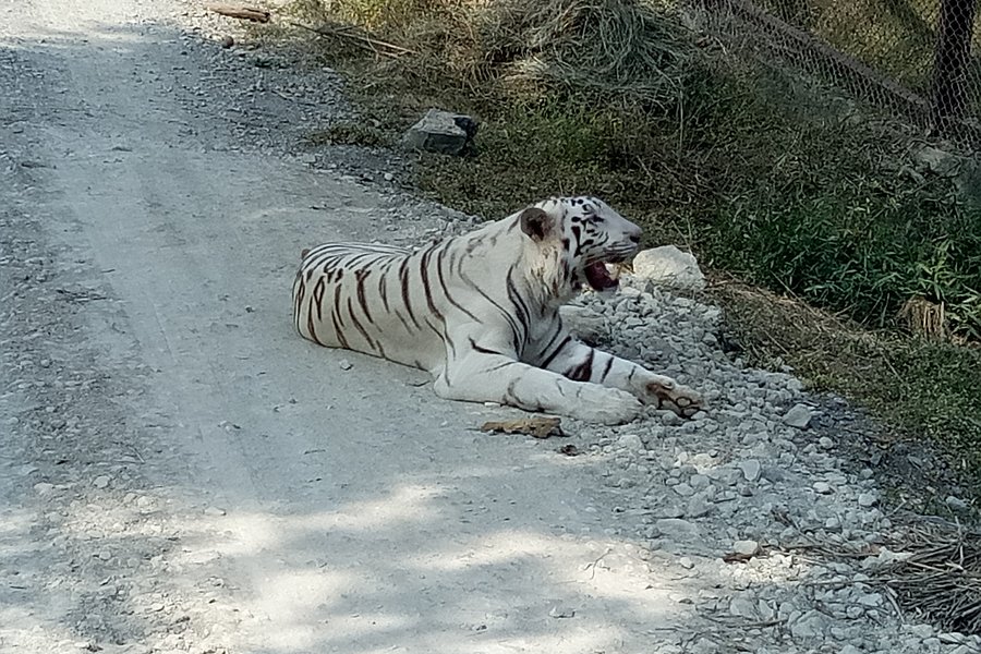 White Tiger Safari Rewa image