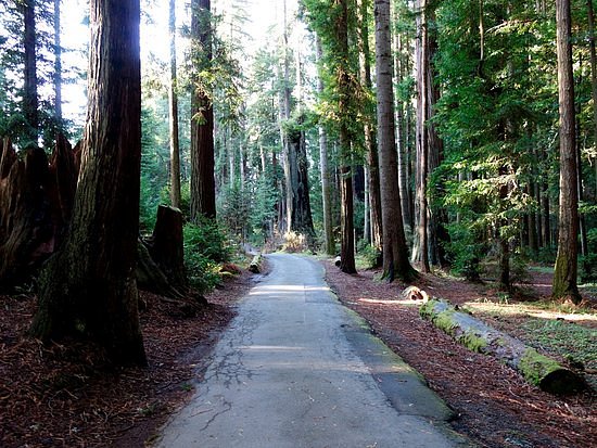 Sequoia Park Garden image