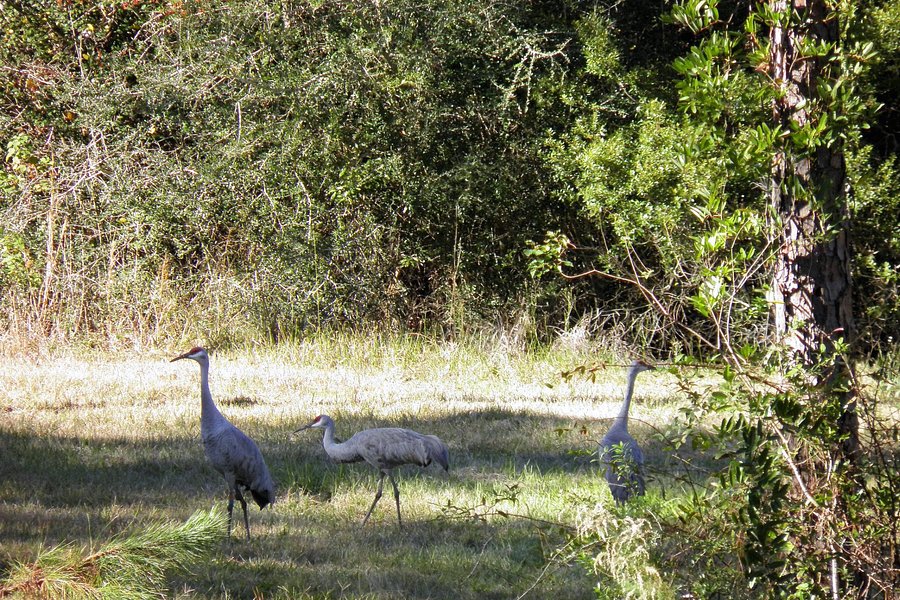 Mississippi Sandhill Crane National Wildlife Refuge image