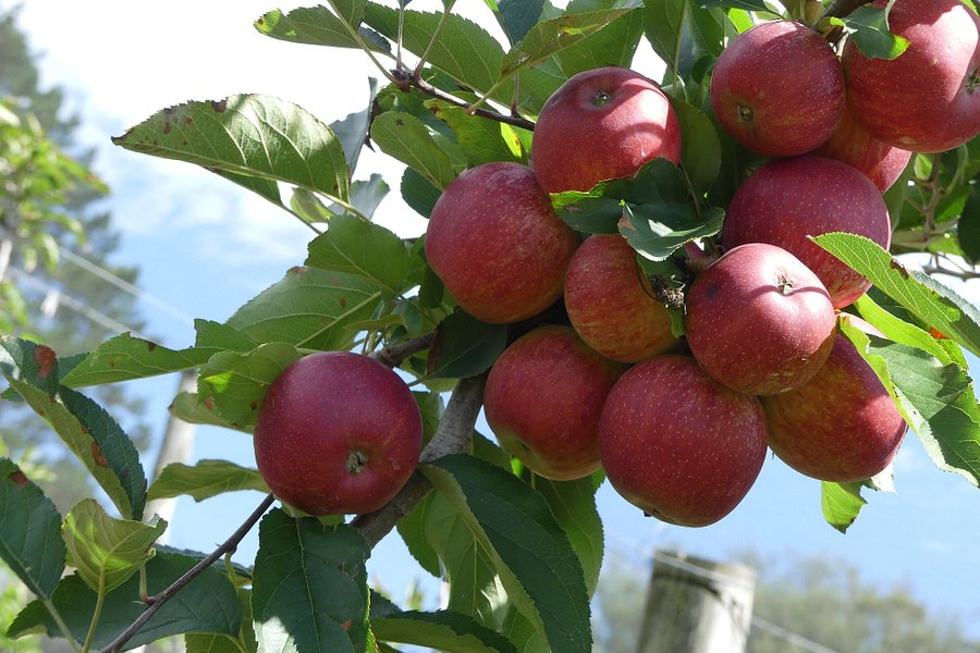 Appleshack at Glenbernie Orchard image