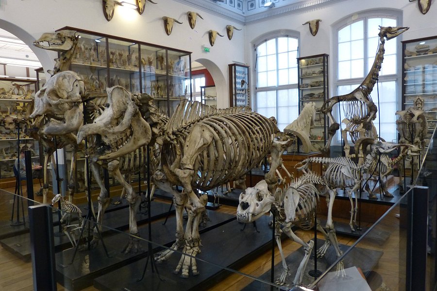 Fragonard Museum of the Maisons-Alfort Veterinary School image