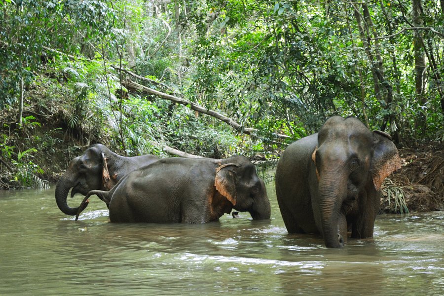LEAF Cambodia Mondulkiri Elephant & Wildlife Sanctuary image