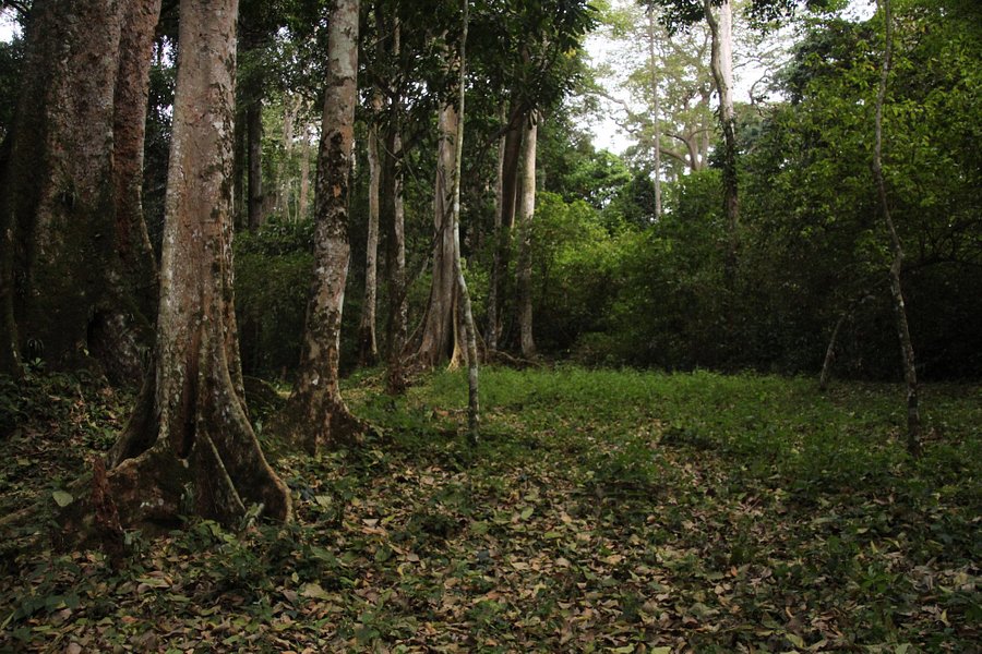 Mpanga Central Forest Reserve image