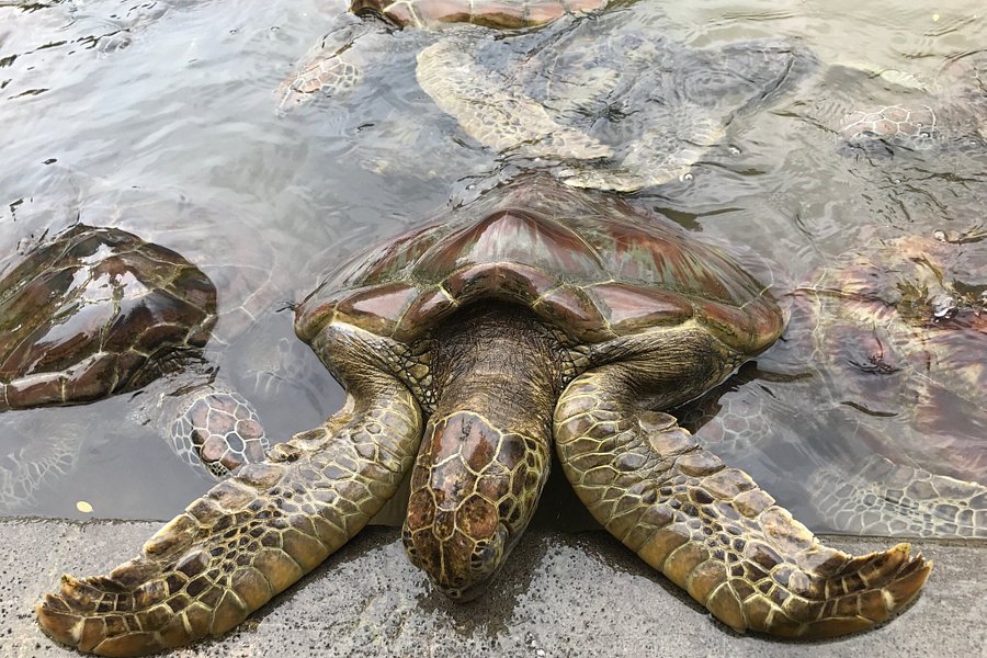 Turtle Island image
