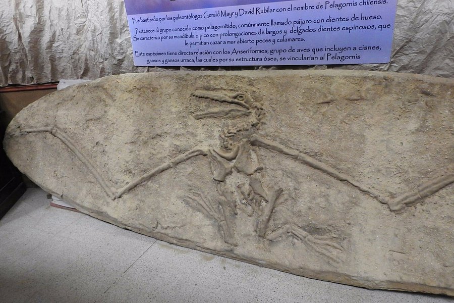 Museo Paleontologico de Caldera image