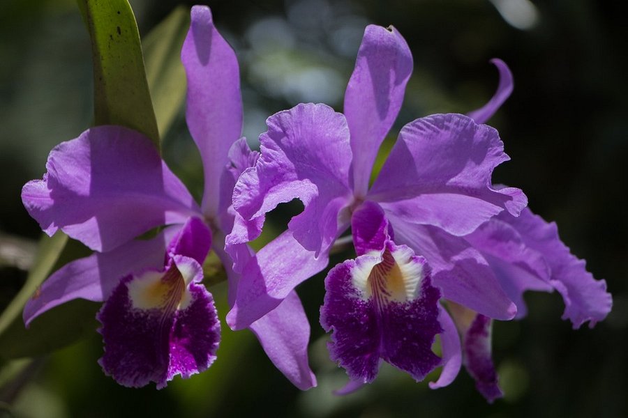 Orchids & Birds Finca Romelia image