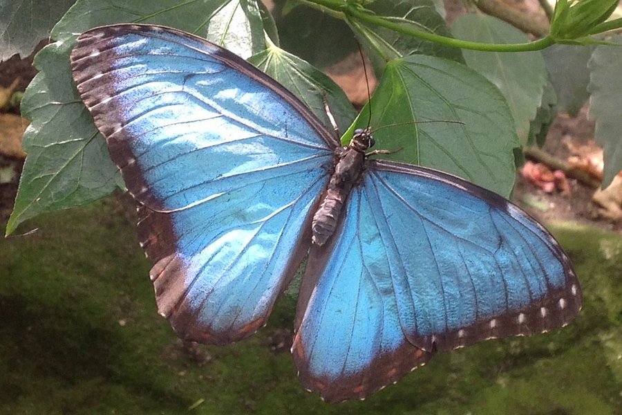Stratford Butterfly Farm image