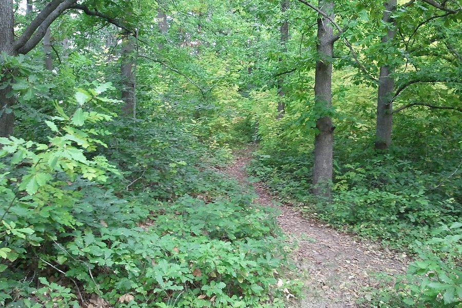 Oak Forest image