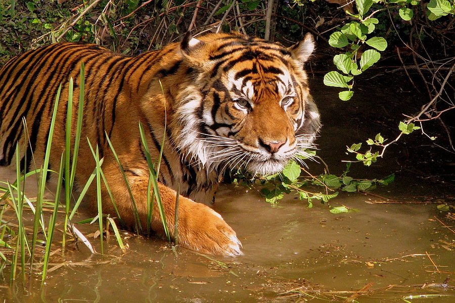 Sundarban Nature Club image