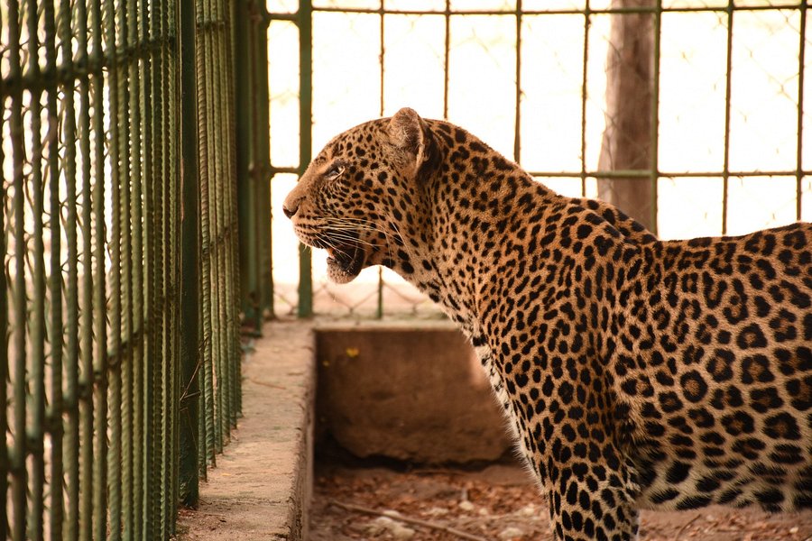 Dar es Salaam Zoo image