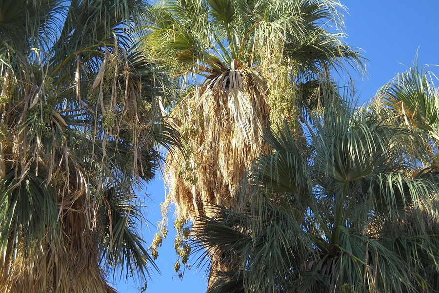 Twentynine Palms Oasis (Oasis of Mara) image