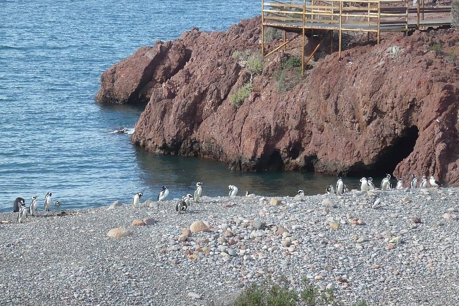 Punta Tombo image