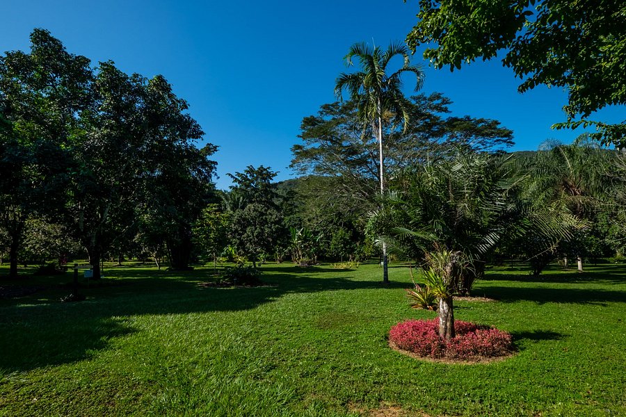 Belize Botanic Gardens image