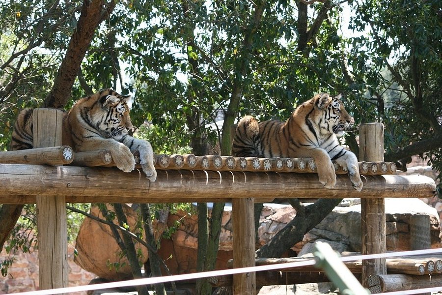 Johannesburg Zoo image
