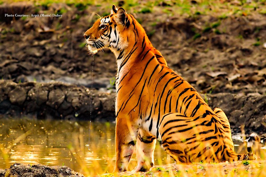Pench Tiger Reserve image