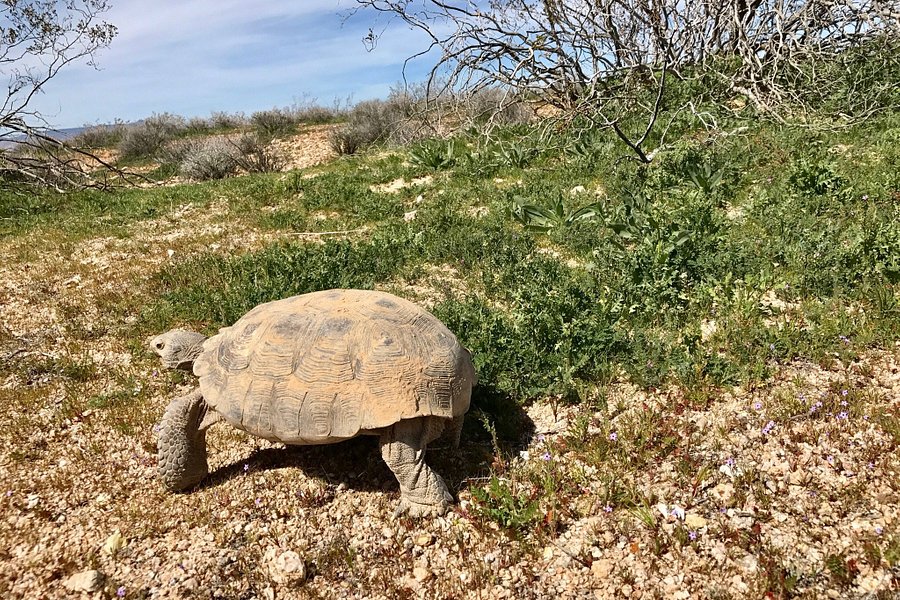 Desert Tortoise Natural Area image