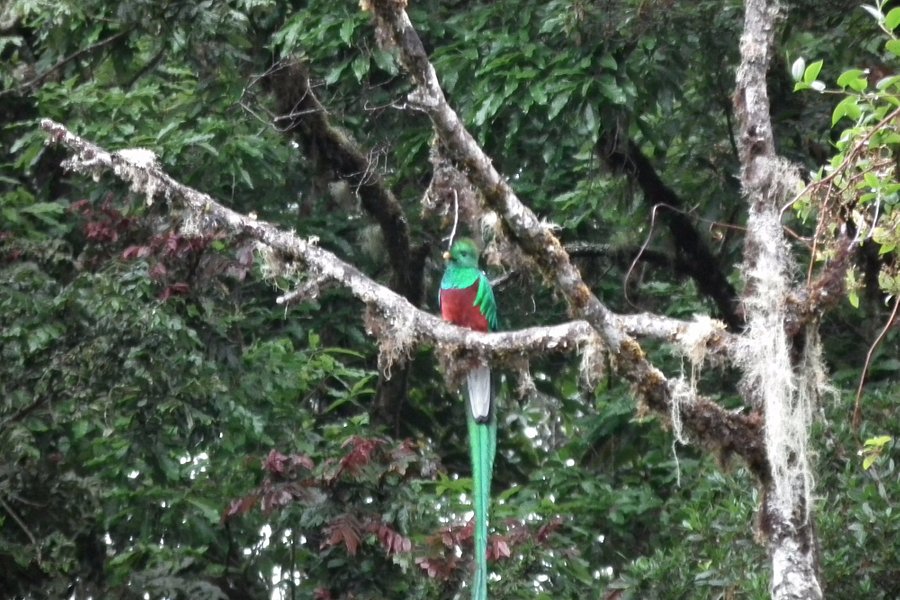 Parque National Los Quetzales image