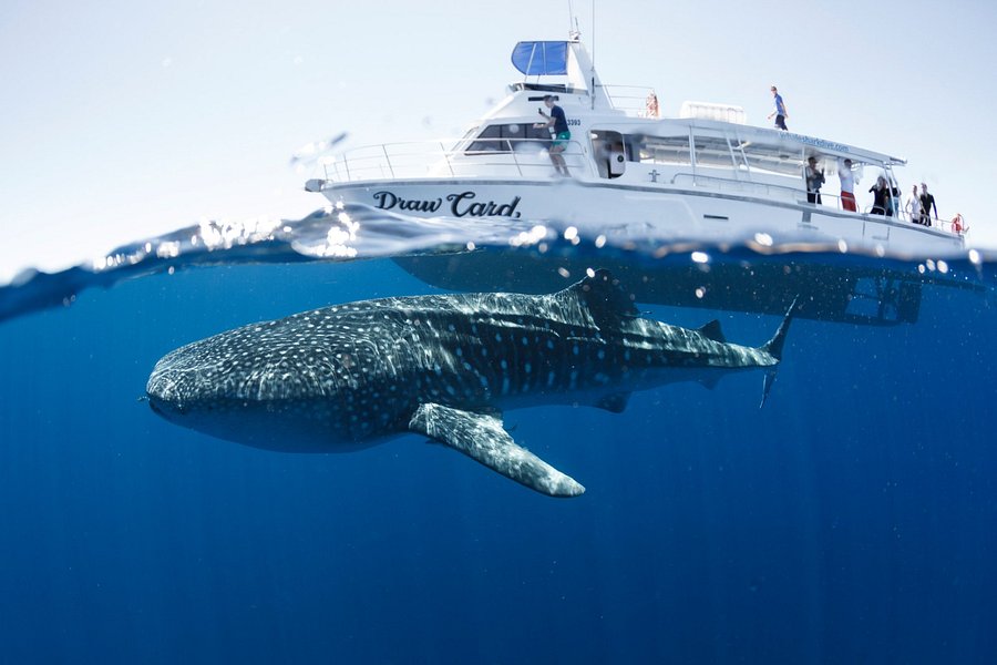 Three Islands Whale Shark Dive image
