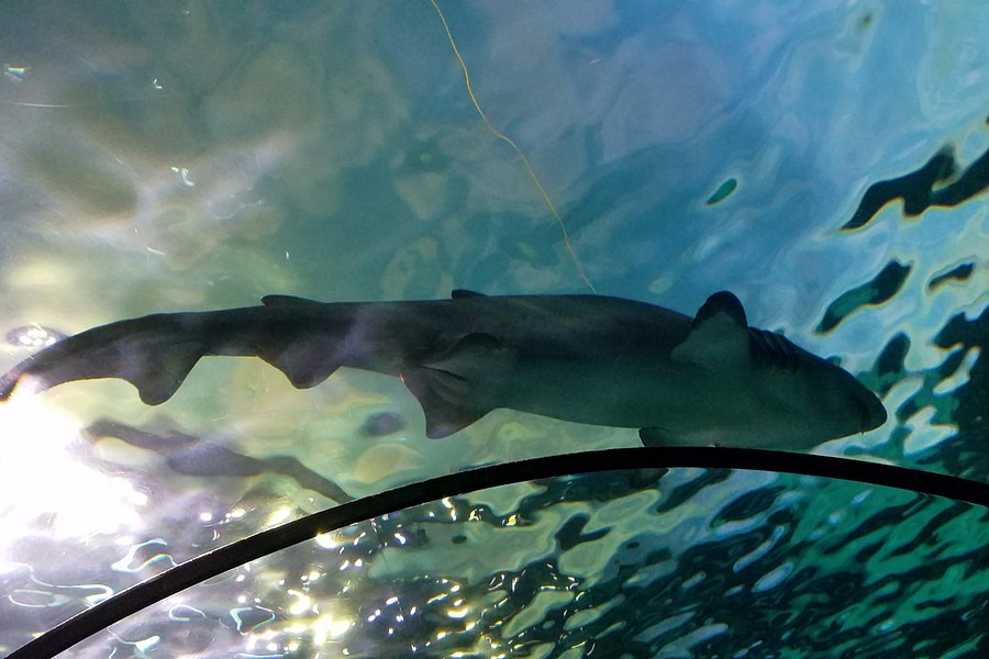 Ripley's Aquarium of Myrtle Beach image