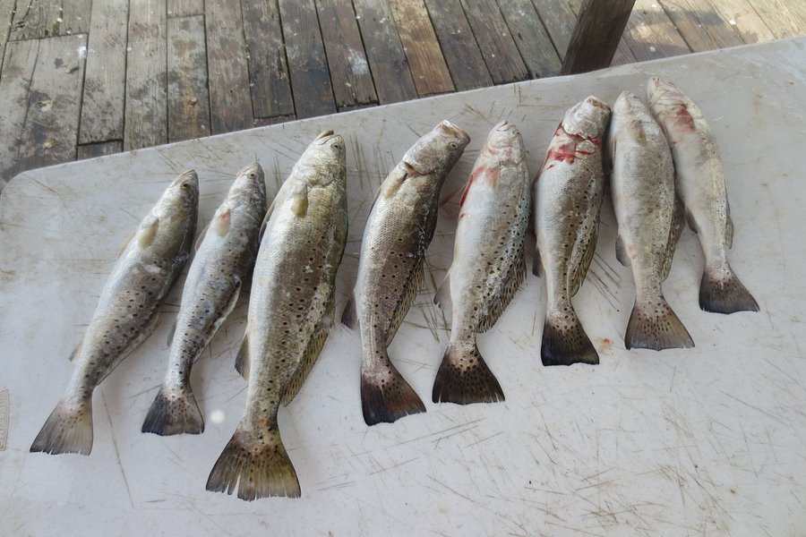 Galveston Bay Outfitters - Private Fishing Trips image