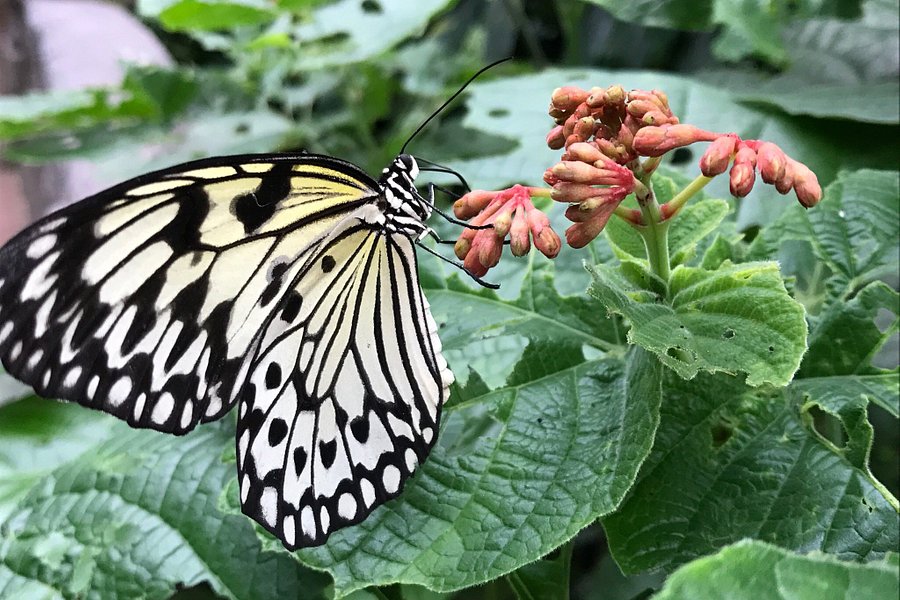 Victoria Butterfly Gardens image