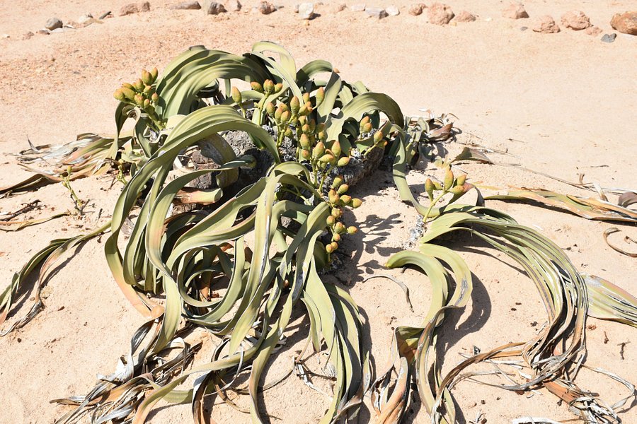 Welwitschia Plains image