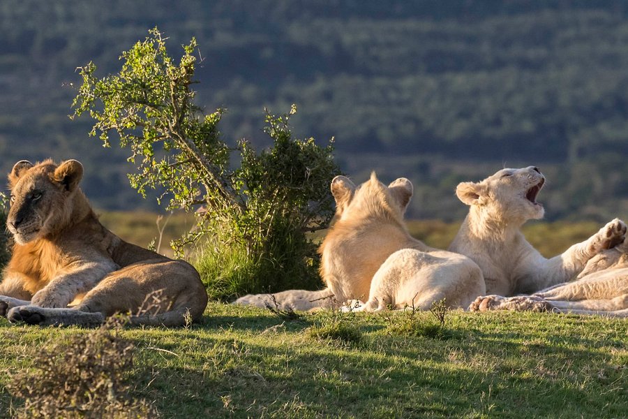 Pumba Private Game Reserve Day Safari image