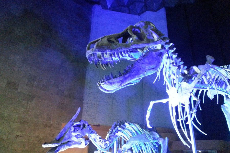 The Central Museum of Mongolian Dinosaurs image