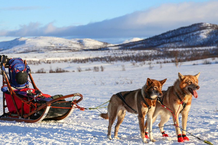 Husky Ranch Lapland image
