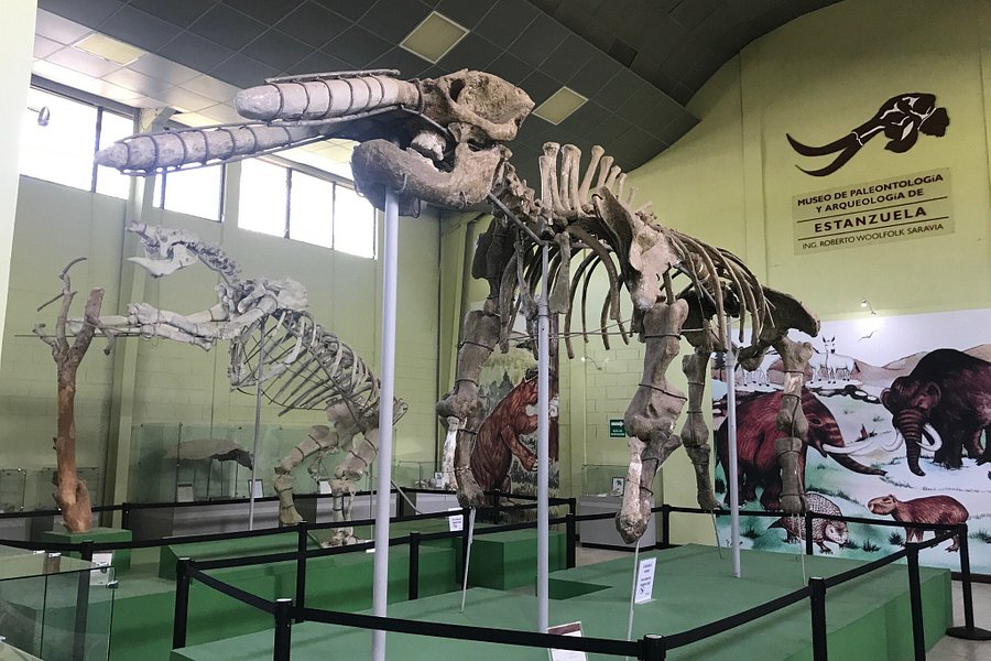 Museo de Paleontologia y Arqueologia de Estanzuela image