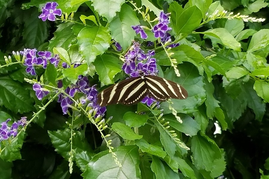 Butterfly Conservatory image