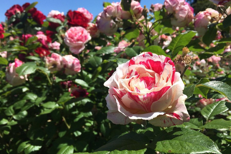 Municipal Rose Garden image