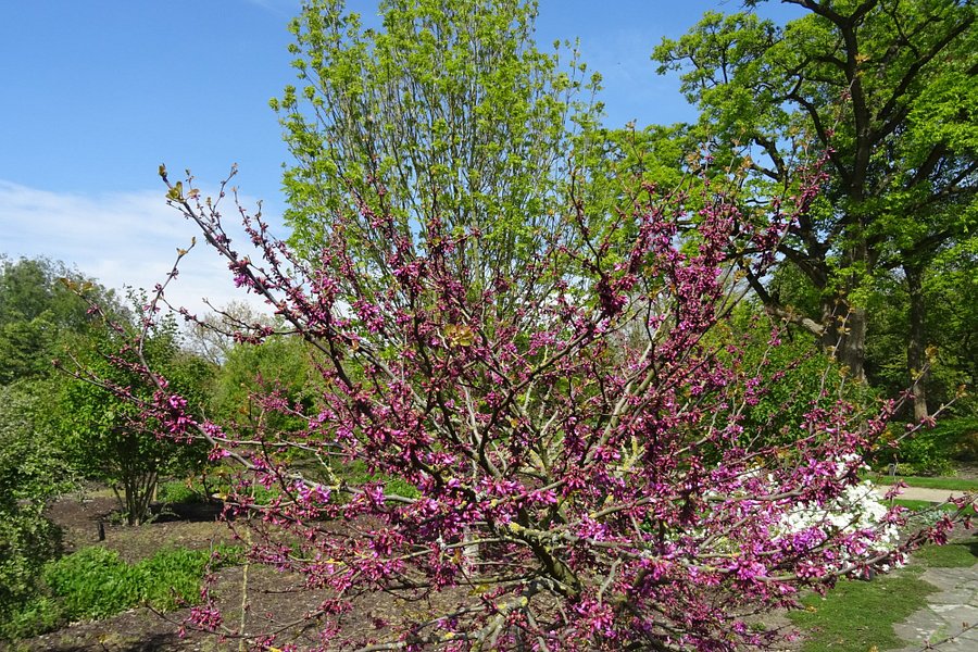 Arboretum de Dreijen image