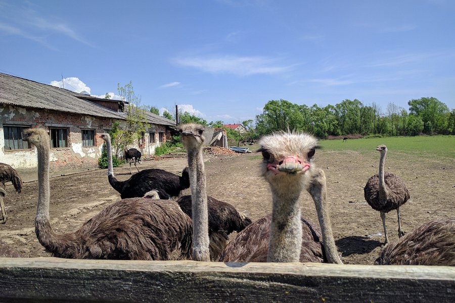 Khust Ostrich Farm image