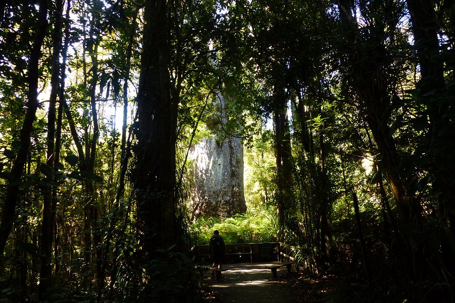 Waipoua Forest image