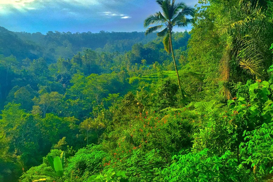 Bali Pulina Coffee Plantation image
