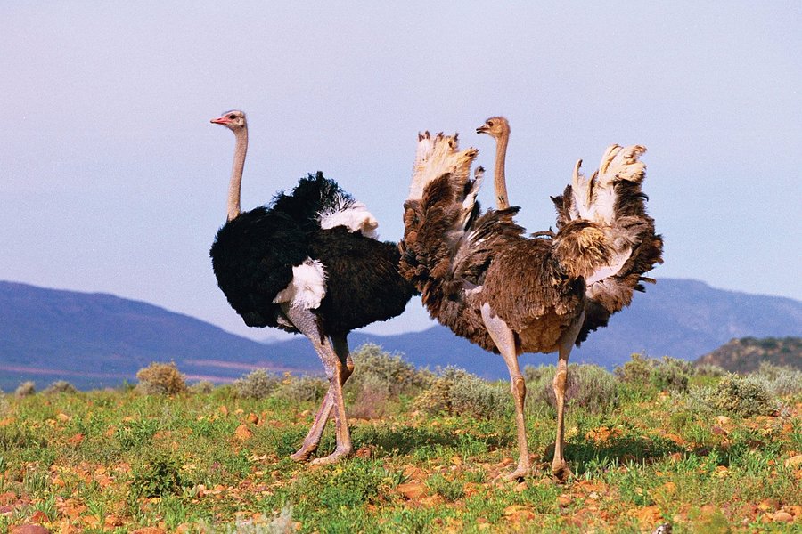 Cango Ostrich Show Farm image