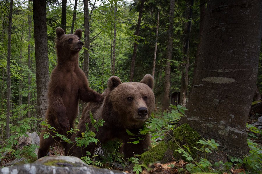 Slovenian Bears image