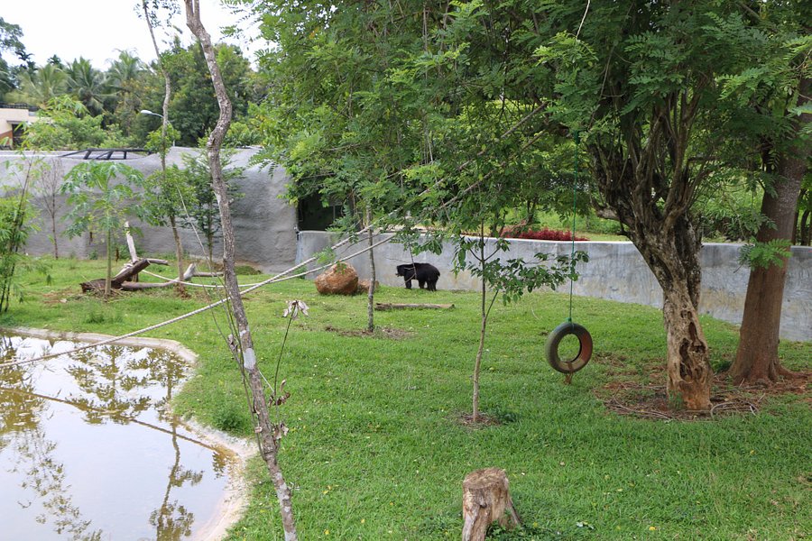Pinnawala Zoo image