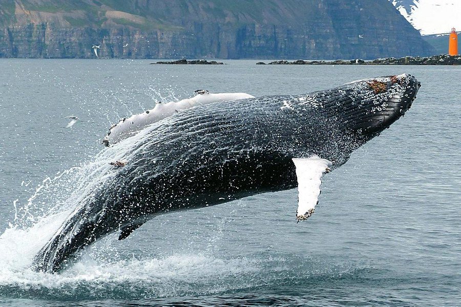 Whale Watching Hauganes image