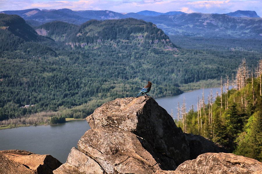 Angels Rest Trail image