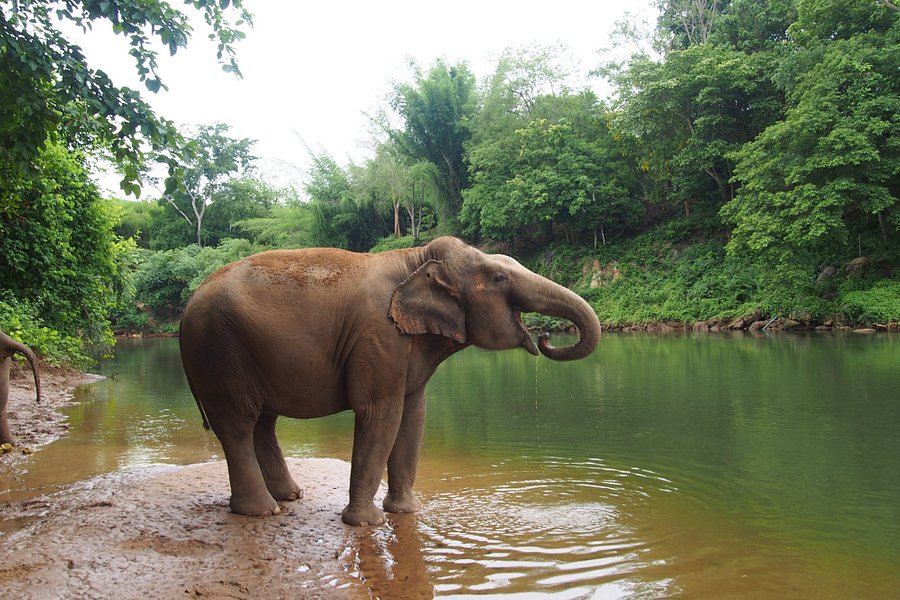 Elephant Nature Park image