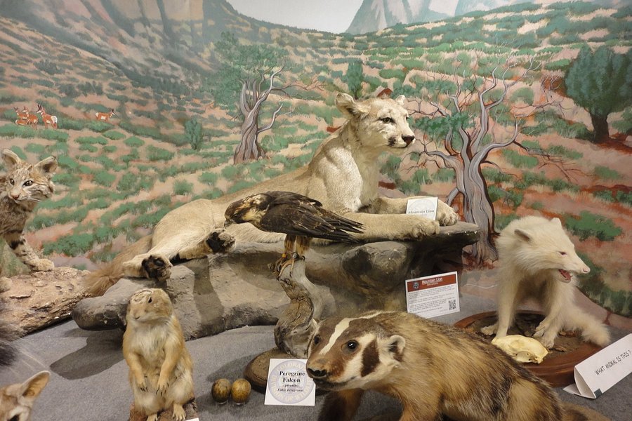 Durango Wildlife Museum and Fish Hatchery image