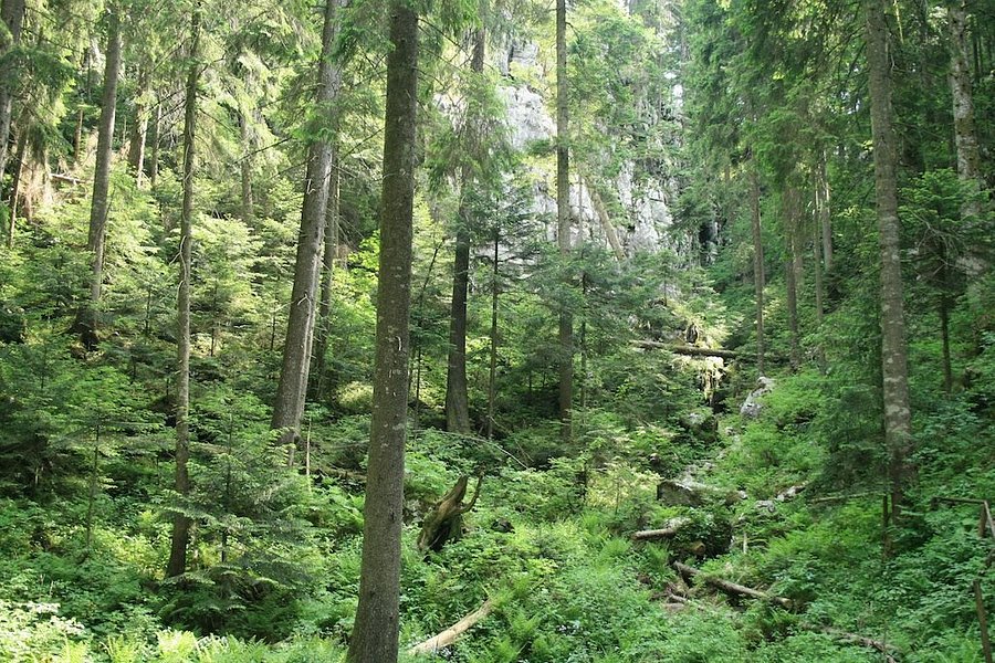 Park Forest Golubinjak image
