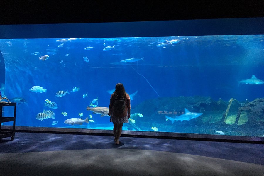 North Carolina Aquarium on Roanoke Island image