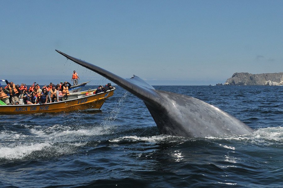 Whale Watching Chile image