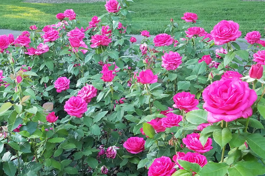 Whetstone Park / Park of Roses image